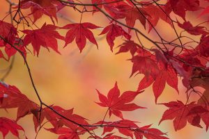 How to be intentionally thankful