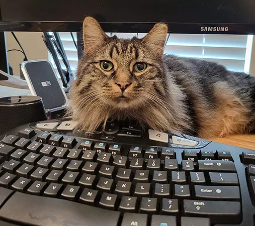 Rocket, the maine coon attention hog - About Kim Eddy